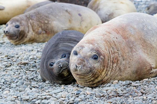 Goff, Ellen B. 아티스트의 Southern Ocean-South Georgia-A female elephant seal and her pup lie together on the beach작품입니다.